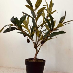 מיני אולי טרי