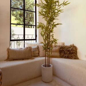 עץ במבוק 2.30 ברלה