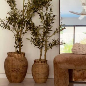 עץ זית - מטר