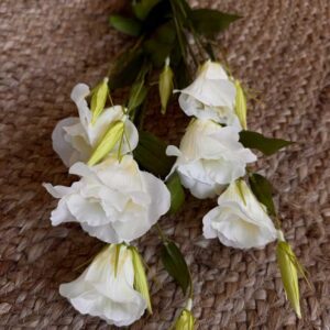 פרח ליזיאנטוס